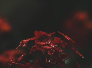 A Heart Still Beats, Drenched in the Blood of Eternal Regret